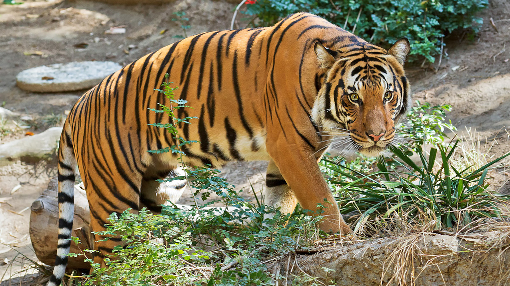 Malayan tiger